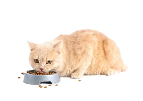 Tom cat diet and nutrition