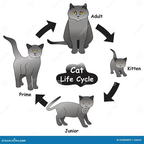 Tom cat life cycle