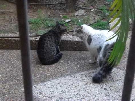 Tom cat mating