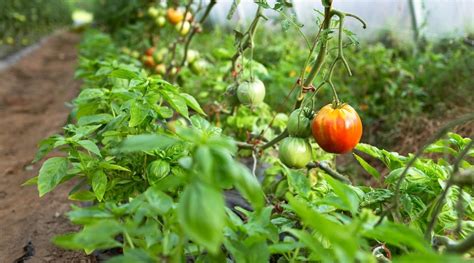 Tomatoes and Basil Companion Planting