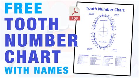 Tooth Chart Template