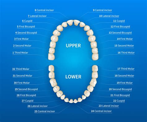 Tooth Number Chart for Dental Office