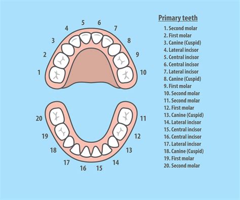 Tooth Number Chart for Kids