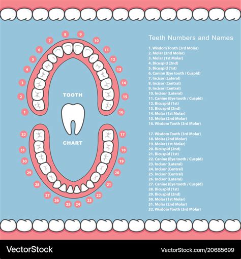 Tooth Number Chart with Teeth Types