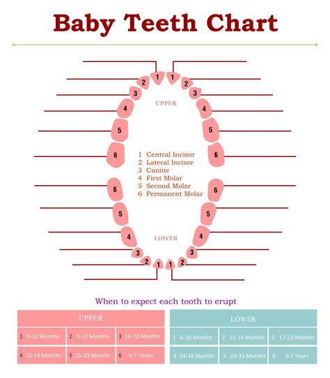 Tooth Structure Template