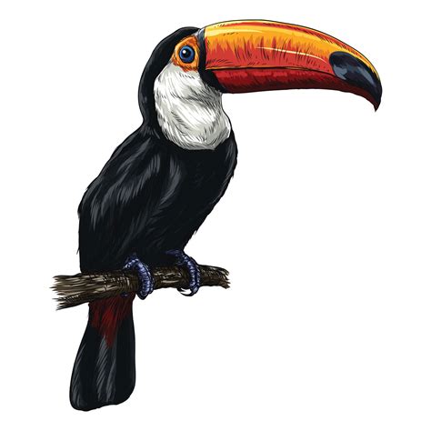 Toucan illustration with a bold black outline