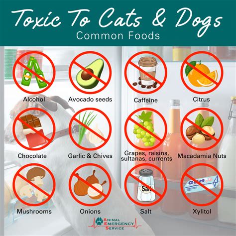 toxic foods for dogs