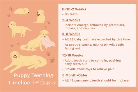 puppy teething stages