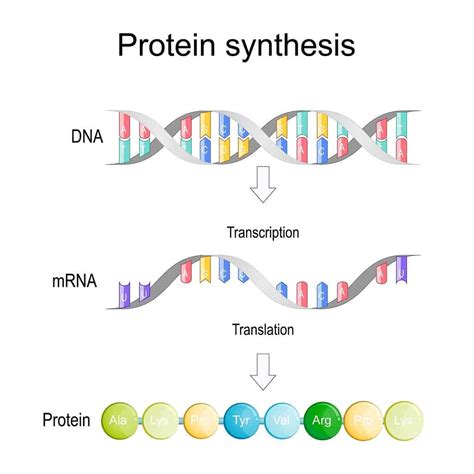 Transcription and Translation