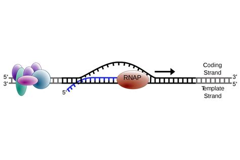 Transcription elongation