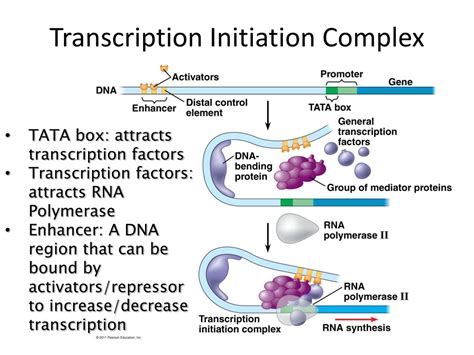 Transcription initiation