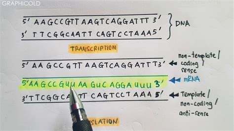 Transcription Nontemplate Strand