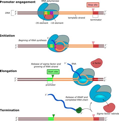 Transcription process