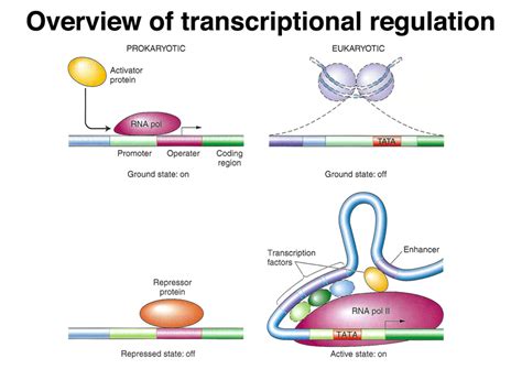 Transcription regulation