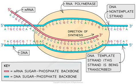 Transcription and Template Strand