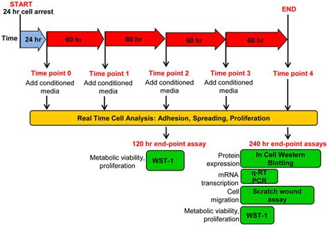 Treatment schedule and timeline