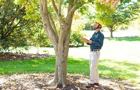 Tree Inspections and Assessments Flyer