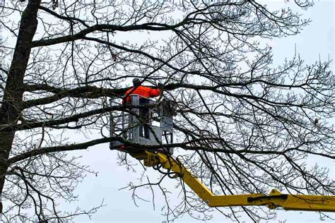 Tree Pruning Costs