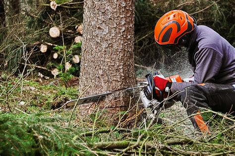 Tree Removal Contractor