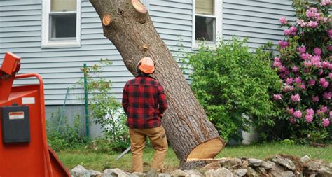 Tree Removal Job Details