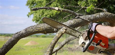 Tree Removal Service Details