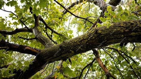 Trees and branches