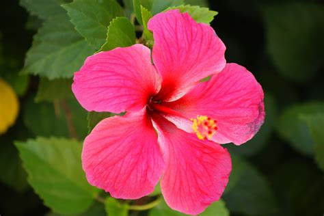 Tropical Flower