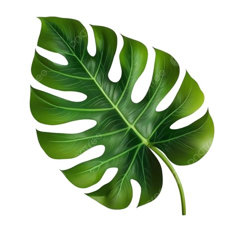 Tropical Leaf