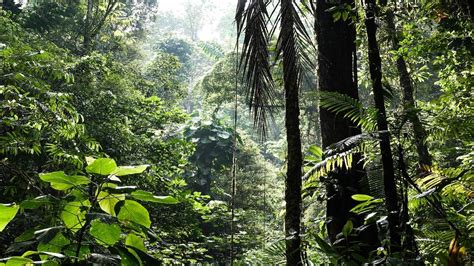 Description of Tropical rainforest ecosystem