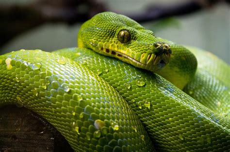 Tropical Rainforest Snakes