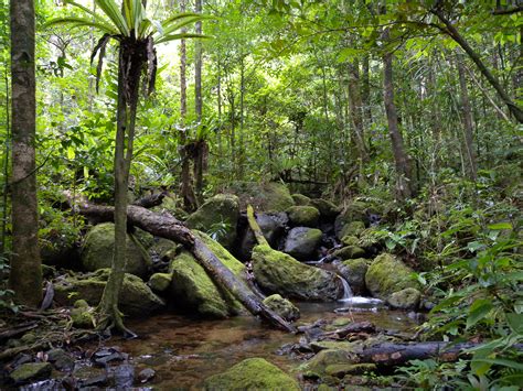 Tropical Rainforest