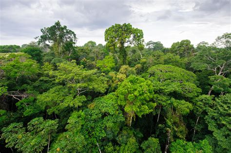 Tropical rainforest landscape