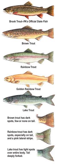 Trout fishing regulations