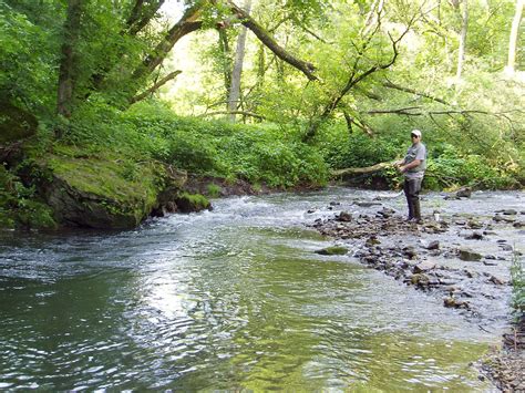 Trout fishing in a stream