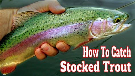 Trout fishing techniques