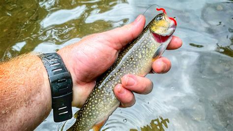 Trout fishing tips