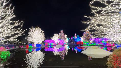 Horse-Drawn Carriage Ride Through the Lights