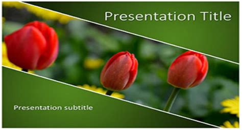 Tulip Bloom Google Slides Template