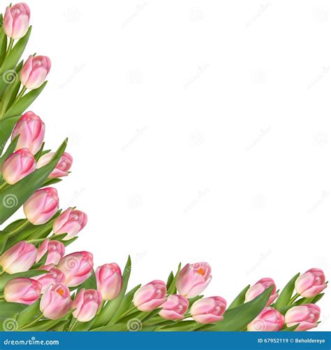 Tulip border