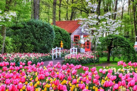 Tulip Garden