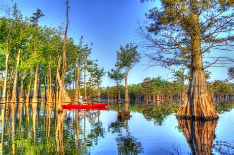 Tupelo Trees in the Great Dismal Swamp