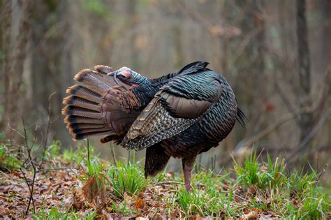 Understanding Turkey Behavior