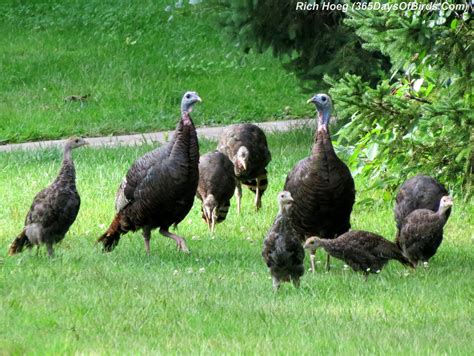 Turkey Family Costume