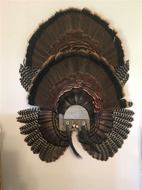 Finished turkey fan mount