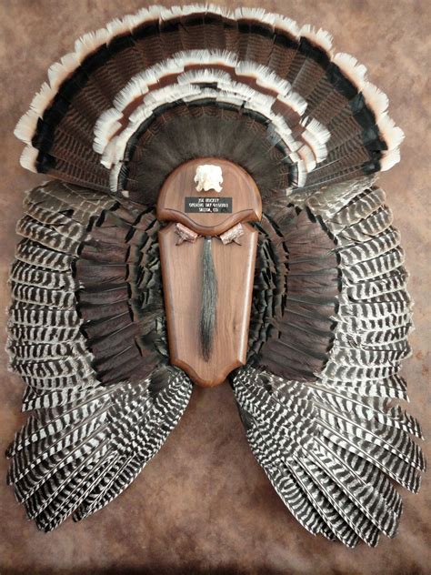 Turkey fan mount template with feathers