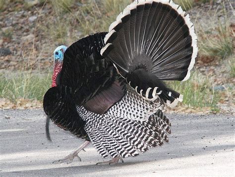 Turkey Feathers as Camouflage