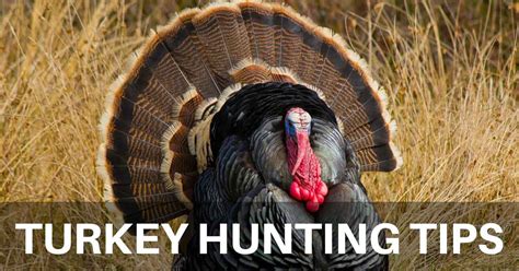 Additional Tips for Successful Turkey Hunting