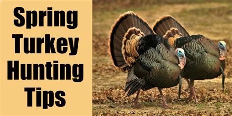 Turkey Hunting Tips and Tricks