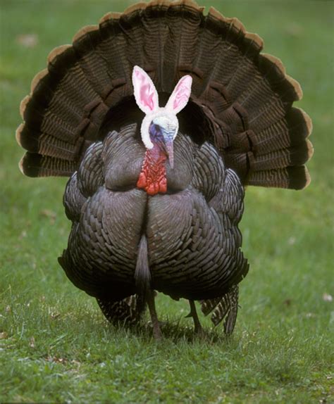 A turkey disguised as a rabbit