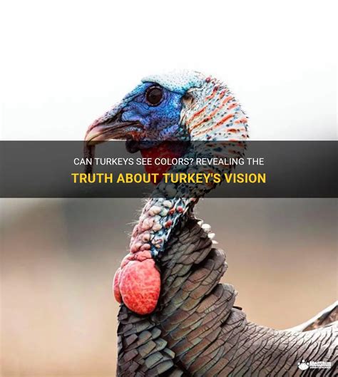 Turkey Vision: Enhanced Low-Light Sensitivity